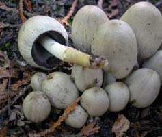 Once the spores begin to ripen the cap starts to open away from the stalk. 